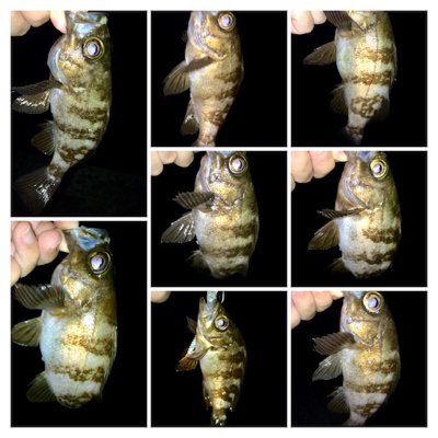 メバル時々カサゴ偶にアジ