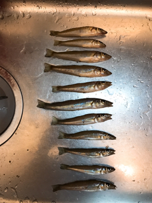 まだ濁り消えずだがキス好調