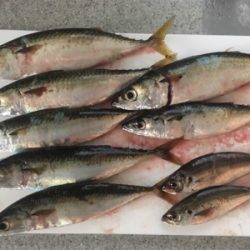 久しぶりのサビキ釣り