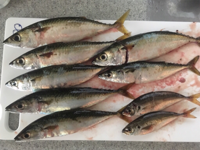 久しぶりのサビキ釣り