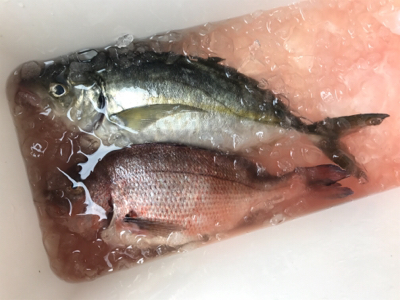 貝塚でサビキからの田尻の釣堀。