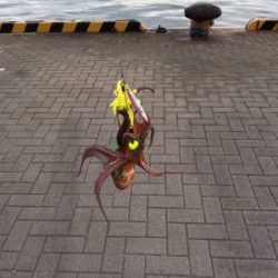 朝まづめオクトパッシング