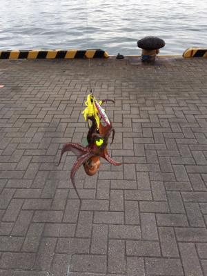 朝まづめオクトパッシング