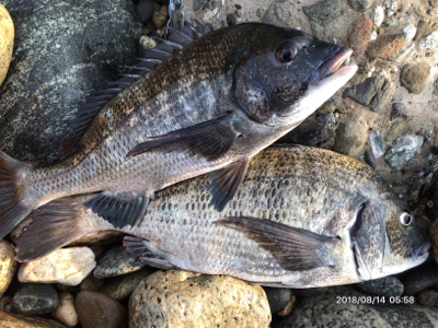 トップゲーム❷