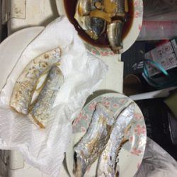 釣れてると情報を見て！