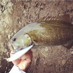 まさかのルアーで!