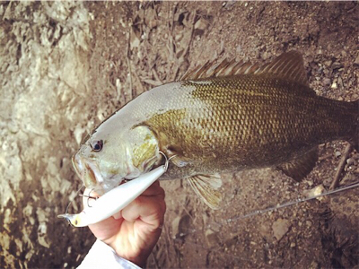 まさかのルアーで!