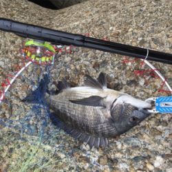 魚の活性が高い！