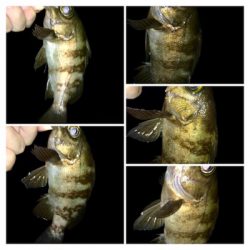 哀しみのレクチャーアジング