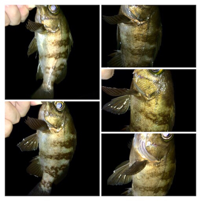 哀しみのレクチャーアジング