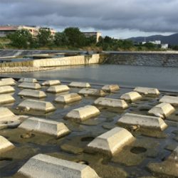 今日もデイナマ