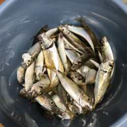 多魚種釣果