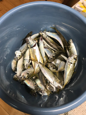 多魚種釣果