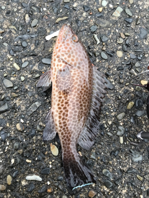 エギング・ライトワインド