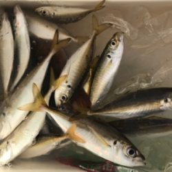 タチウオの顔見に行こうと