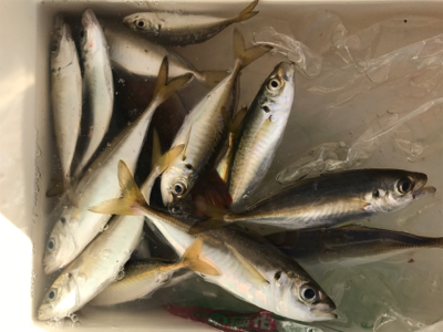 タチウオの顔見に行こうと