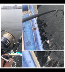 足元シーバスと…