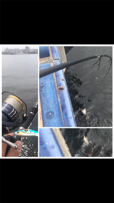 足元シーバスと…