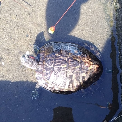 鶴見川 ハゼ釣り