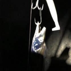 連日の楽しい釣行