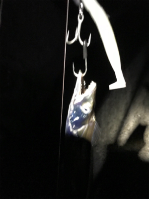 連日の楽しい釣行