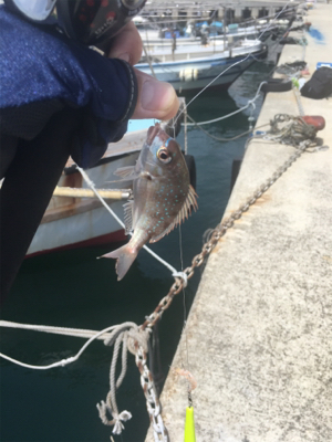 ショアジギからの〜胴付き五目