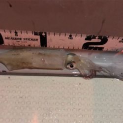 泉南イカメタルゲーム