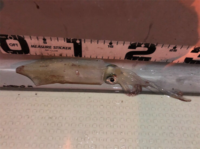 泉南イカメタルゲーム