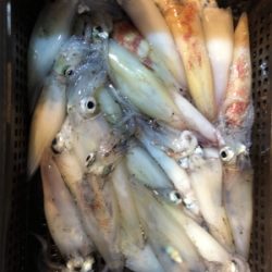 イカメタルリベンジ