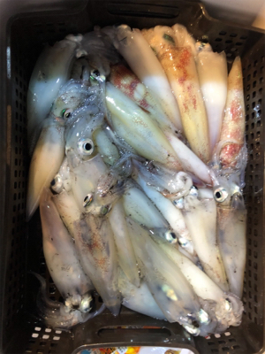 イカメタルリベンジ