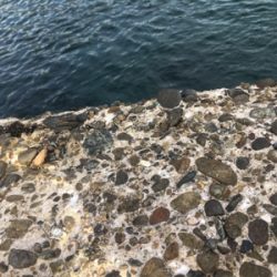 アジングとエギング