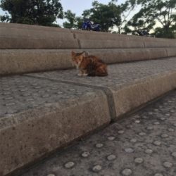 サゴシと太刀魚まわってきたぞー♪