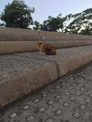 サゴシと太刀魚まわってきたぞー♪