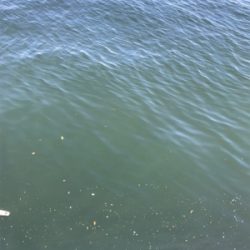 有言実行１００匹オーバー