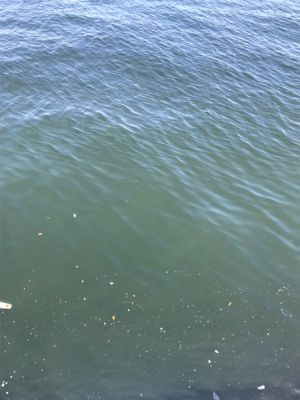 有言実行１００匹オーバー