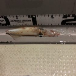 大阪湾 イカメタル ゲーム 大阪湾 オーシャンズ!