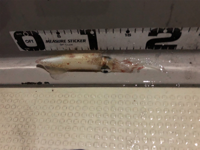 大阪湾 イカメタル ゲーム 大阪湾 オーシャンズ!