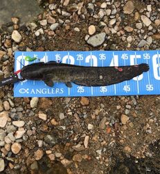 夕まづめナマズ釣り