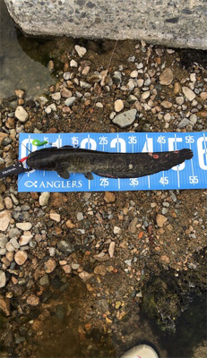 夕まづめナマズ釣り