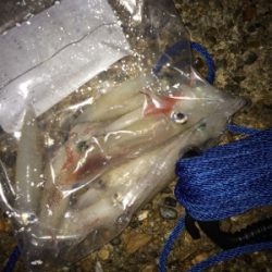 ケンサキイカナイトゲーム☆GUNNING-STYLE