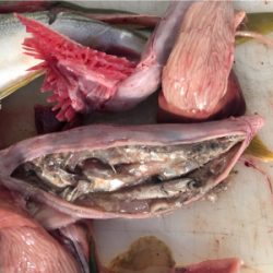 青物 ジギング 明石海峡大橋