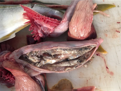 青物 ジギング 明石海峡大橋