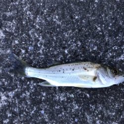 須賀港でハゼ釣り