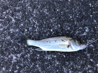 須賀港でハゼ釣り