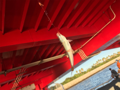 尼崎市魚釣公園