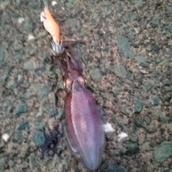 秋アオリ　短時間釣行