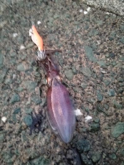 秋アオリ　短時間釣行