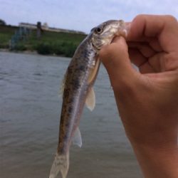 スレてるけどなんとか一本