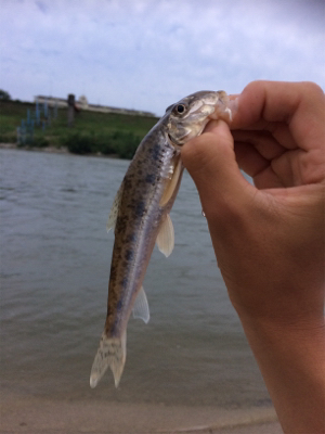 スレてるけどなんとか一本