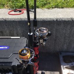 台風後のコスモ